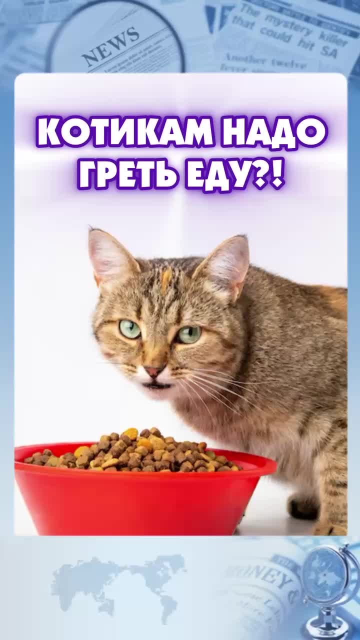 КОТИКАМ надо ГРЕТЬ ЕДУ?!🐈