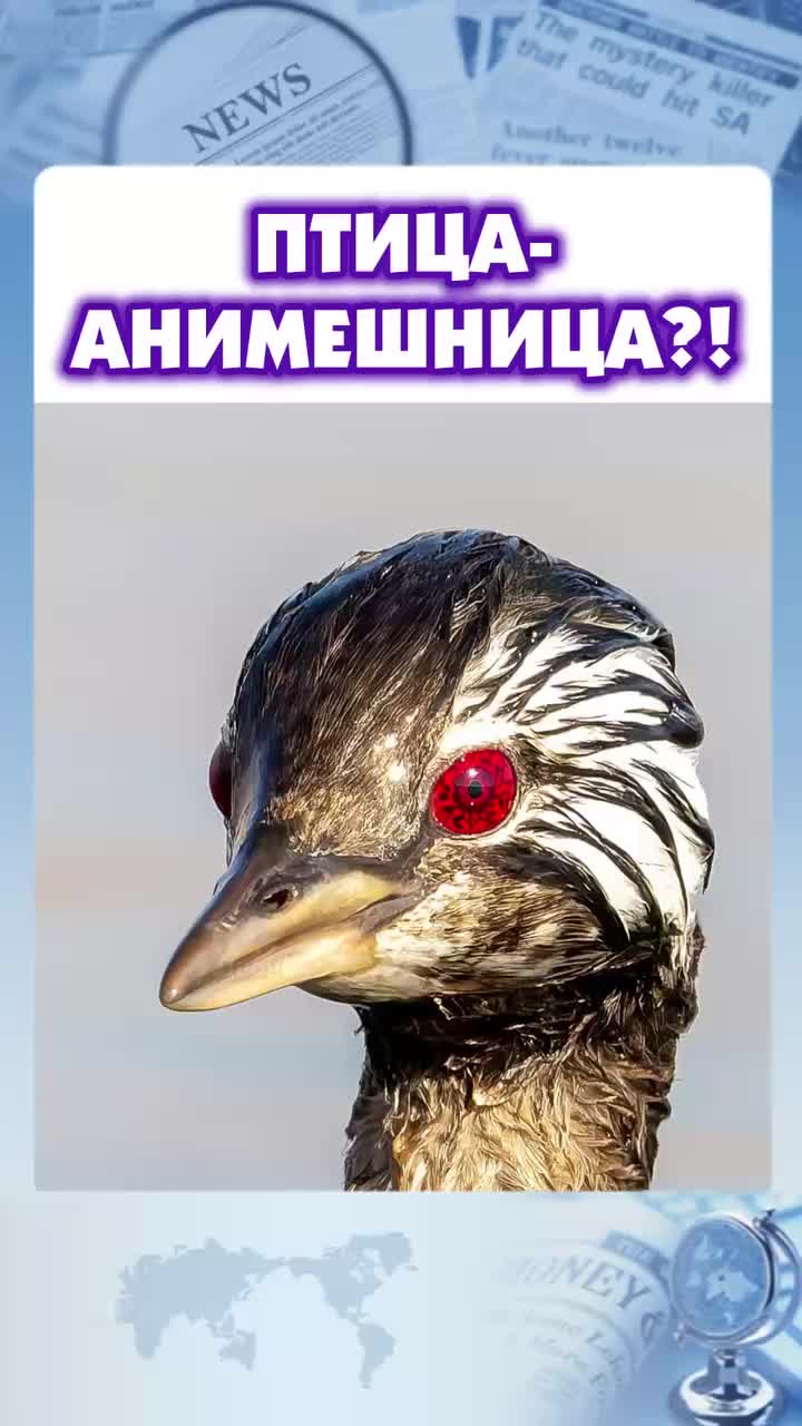 Птица-анимешница?!😮