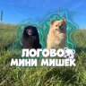 мини мишки🐻❄️