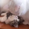 Коротколапыши 🤍