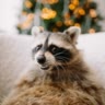 raccoon.tema
