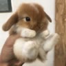 ❦мисс кроликс✰
