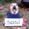 Сасака