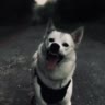 White wolf_Jess
