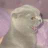 Ⲕⲉⲥⲥυ|😼|