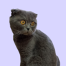 Кот Тимофей