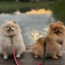 Monia and Persik