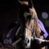 🇺🇦Лошадница 🐎