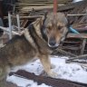 крайзи догловер