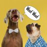 HOOOTDOGS