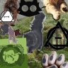 🌿¡Ф᧐ρᥴᥙ!🐾