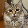 кошечка Шери