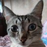 Синди кот