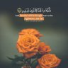 أبو هديل