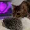 Котолегенда