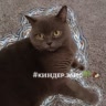 #ᴋиндᴇᴩ.϶ᴧиᴄ🌴🥥