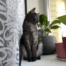 Кот Семён
