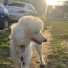🐩Briza.dog🐶