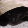 cats/star