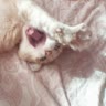 kitty..