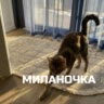 ПРИВЕТ КОТИК ВАУ