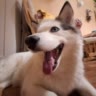 Растатуй👌🦴🐶