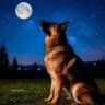 legend_animals_a