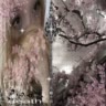 Ꭰᴏчь ᴀнᴦᴇᴧᴀ👄🐶