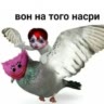 Рофлю.👌