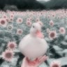 hι᥉t𐔖r𐔤|𐔏𐔤ᥴь
