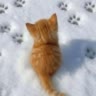 Варва🐾