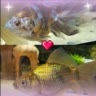 🌷Рыδн᧐ᥱ/ⲙ᧐ρᥱ🐠