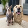Дени 🐾Мени
