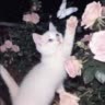 ᴍᴇʏᴀᴠʟɪᴋ😺ʟᴇгᴀ