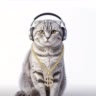 КОШЕЧКА ВАСИЧКА