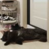 🖤мистер_мотя🐾