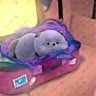 басюня/лега🙌🏻