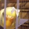 <🦜^Кеша🪽>^_