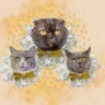 Котобоссы