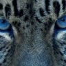 ⲗⲉⲟⲡⲁⲣⲇⲟⲃⲁя blue