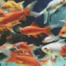 🤍~rydka~🐟