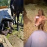 horses