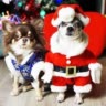 ^Magic pets^