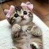 фан котиков