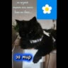 Мур-Моти🐾