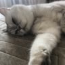 🐾cat_Sėmka🌷