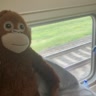 Mother of monkey