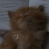 😼ГаЛюСиК😼