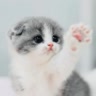 ♪💫⭐котики⭐💫♪
