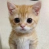 Милчик 😺